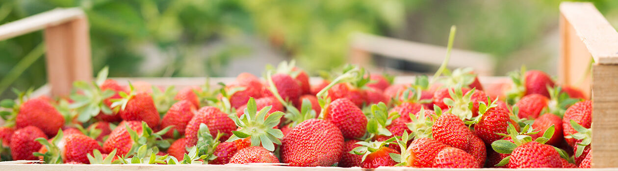 Local_strawberries