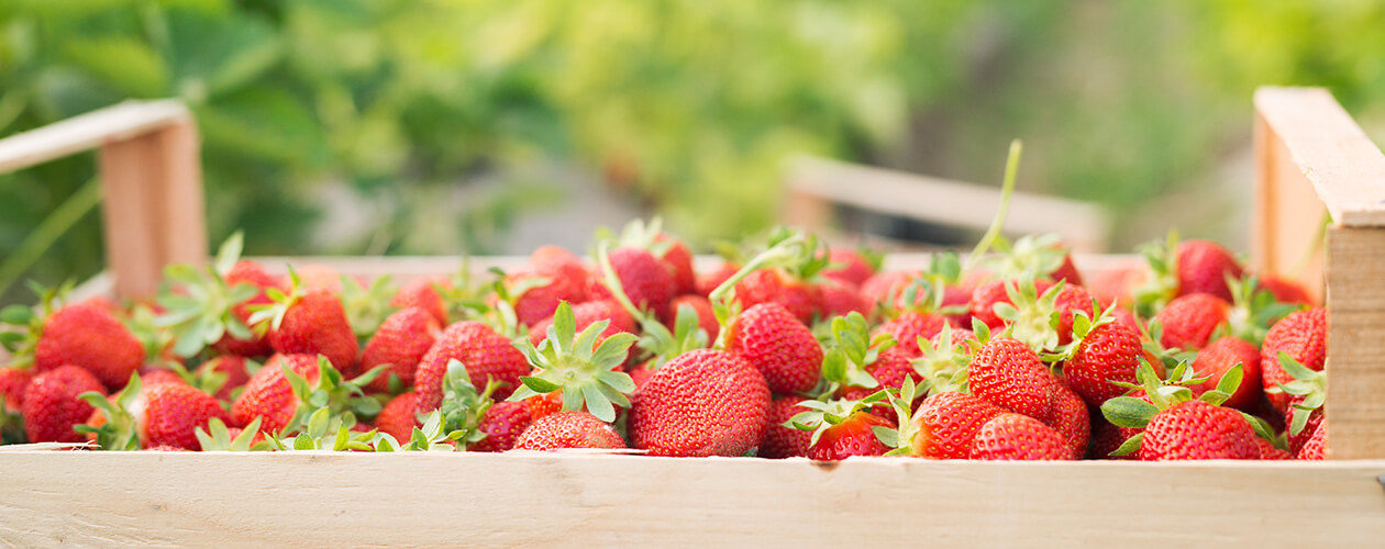 Local_strawberries
