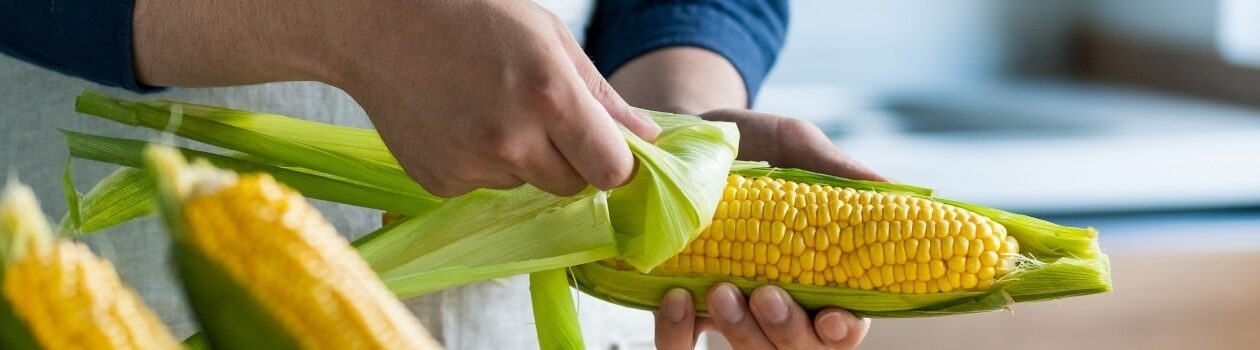 Le maïs sucré d’ici : incomparable et rassembleur